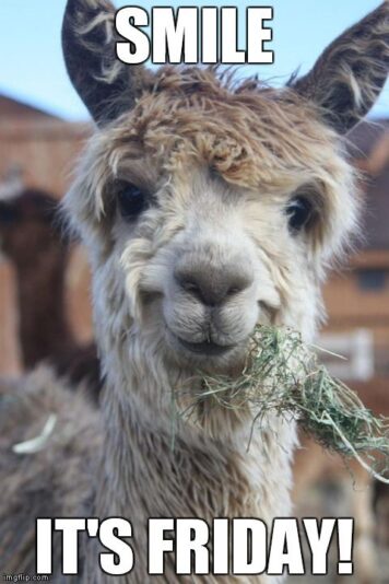 Llama Friday