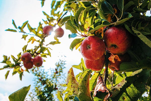 apple-orchard-pexels-tom-swinnen-574919-small